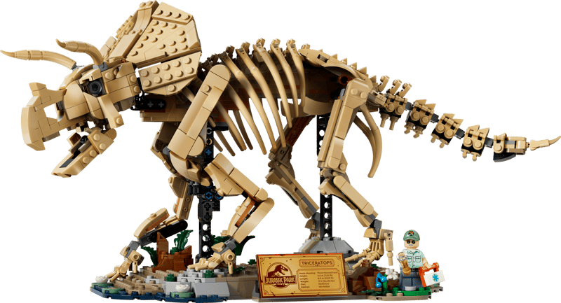 Dinosaur Fossils Triceratops (77985)